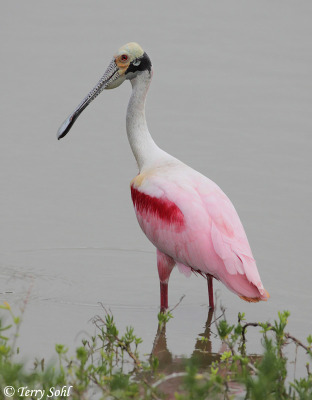 Roseate Spoonbill - Platalea ajaja