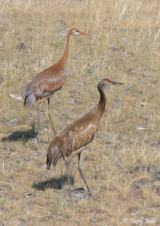 Sandhill Crane - Antigone canadensis