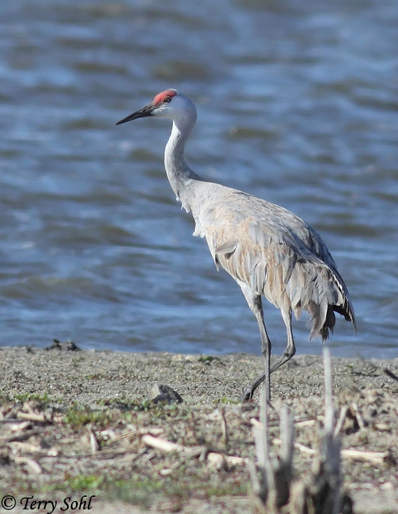 Sandhill Crane - Antigone canadensis