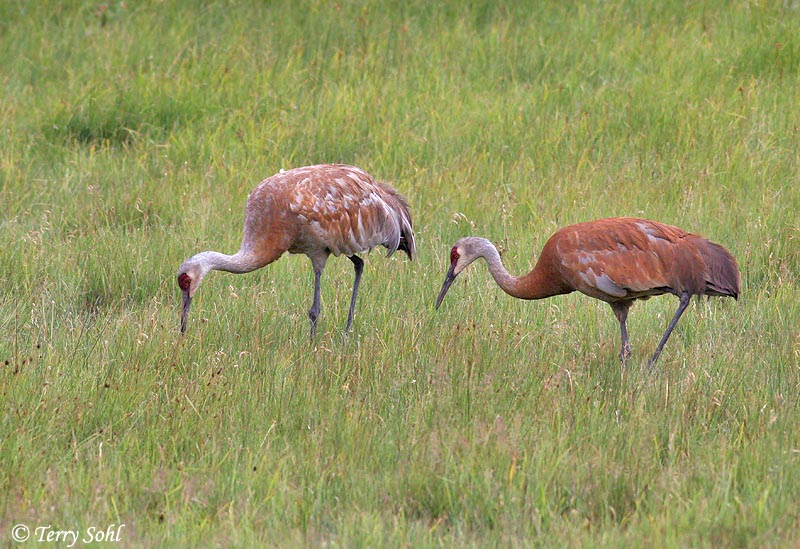 Sandhill Crane - Antigone canadensis