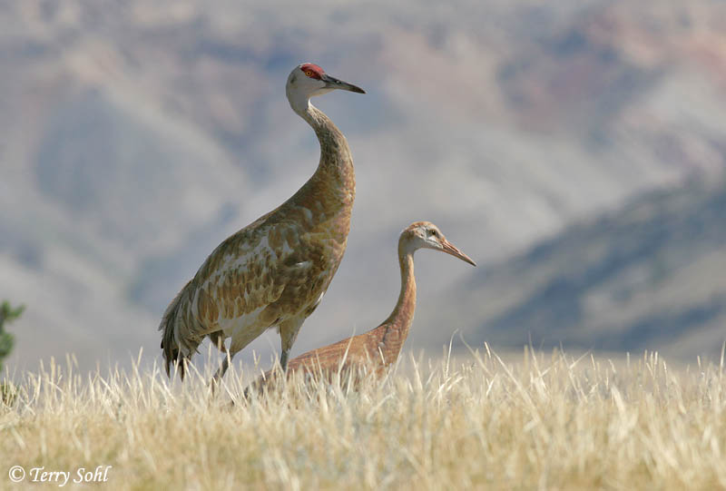 Sandhill Crane - Antigone canadensis