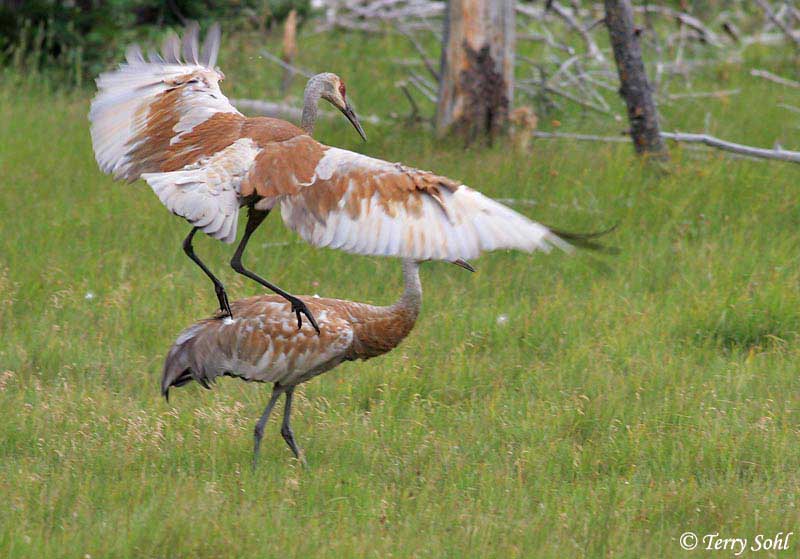 Sandhill Crane - Antigone canadensis