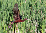 White-faced Ibis 13 - Plegadis chihi