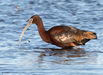 White-faced Ibis 15 - Plegadis chihi