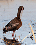 White-faced Ibis 17 - Plegadis chihi