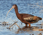 White-faced Ibis 22 - Plegadis chihi
