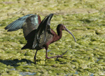 White-faced Ibis 2 - Plegadis chihi