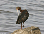 White-faced Ibis 3 - Plegadis chihi