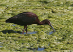 White-faced Ibis 7 - Plegadis chihi