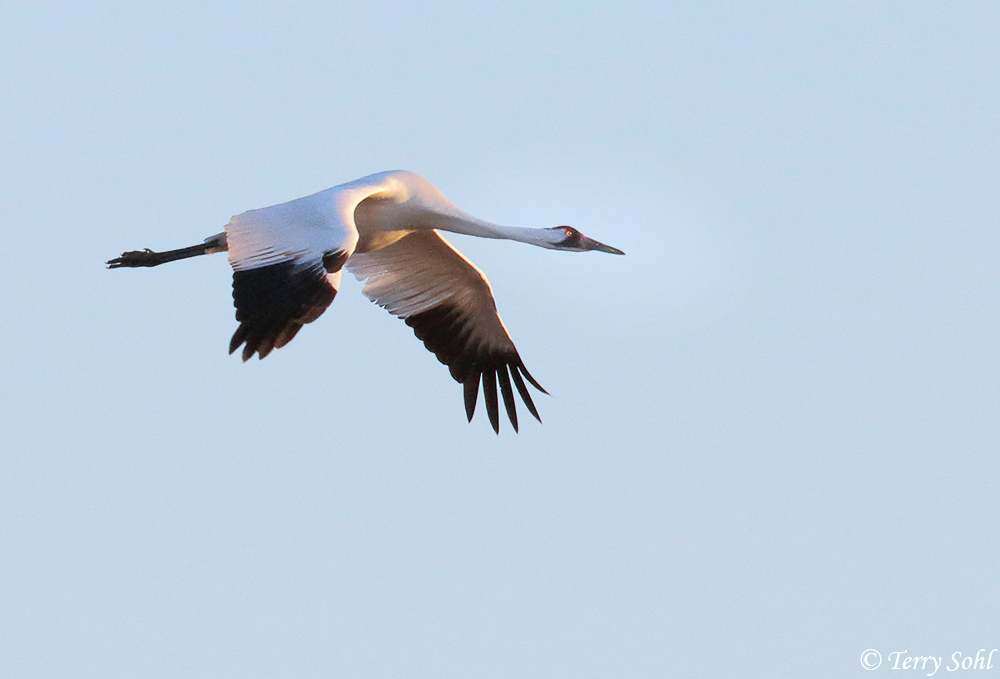 Whooping Crane - Grus americana
