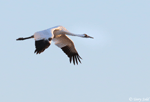 Whooping Crane 1 - Grus americana