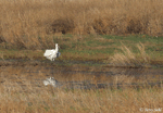 Whooping Crane 2 - Grus americana
