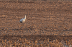 Whooping Crane 4 - Grus americana