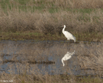 Whooping Crane 6 - Grus americana