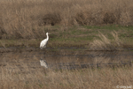 Whooping Crane 7 - Grus americana