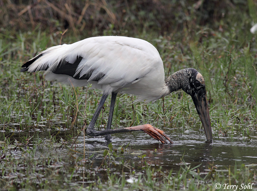 Wood Stork - Mycteria americana