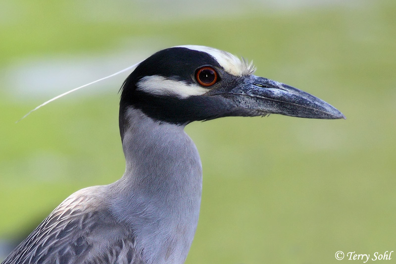 Yellow-crowned Night-heron - Nyctanassa violacea