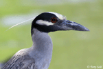 Yellow-crowned Night-heron - Nyctanassa violacea