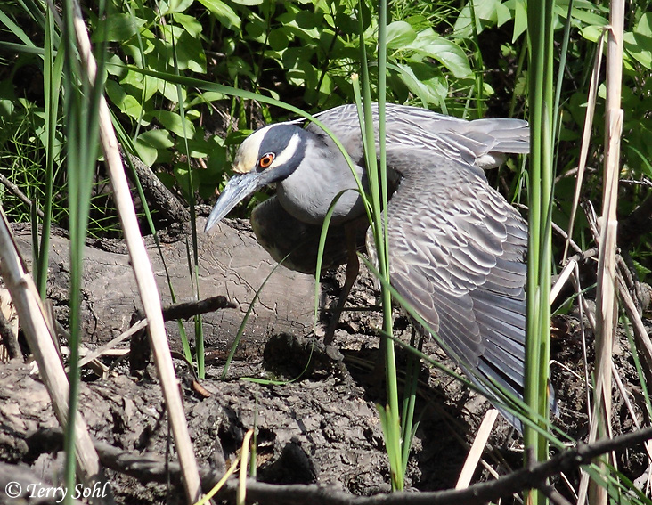 Yellow-crowned Night-heron - Nyctanassa violacea