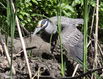 Yellow-crowned Night-heron - Nyctanassa violacea