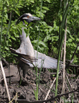 Yellow-crowned Night-heron - Nyctanassa violacea