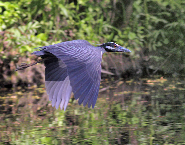 Yellow-crowned Night-heron - Nyctanassa violacea