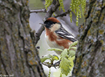 Bay-breasted Warbler 3 - Setophaga castanea