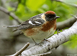 Bay-breasted Warbler 7 - Setophaga castanea