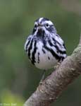 Black-and-White Warbler - Mniotilta varia