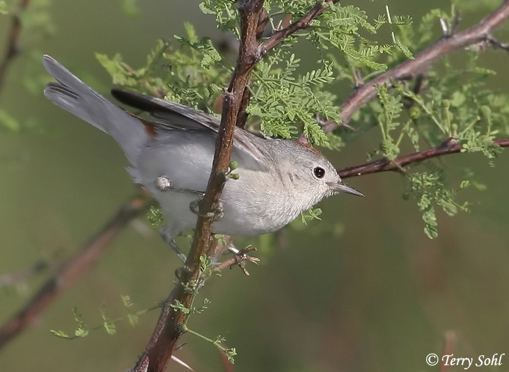 Lucy's Warbler - Oreothlypis luciae