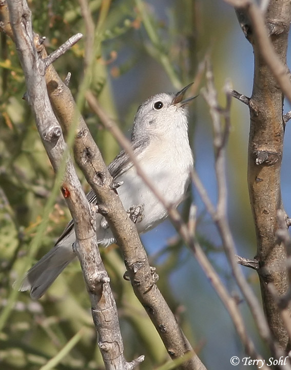 Lucy's Warbler - Oreothlypis luciae