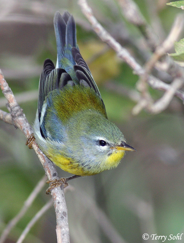 Northern Parula - Setophaga americana