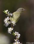 Orange-crowned Warbler - Oreothlypis celata - Pic12