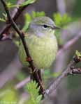 Orange-crowned Warbler - Oreothlypis celata - Pic17