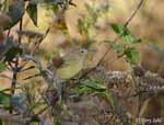 Orange-crowned Warbler - Oreothlypis celata - Pic4