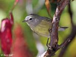 Orange-crowned Warbler - Oreothlypis celata - Pic5
