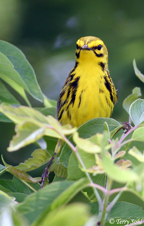 Prairie Warbler - Setophaga discolor