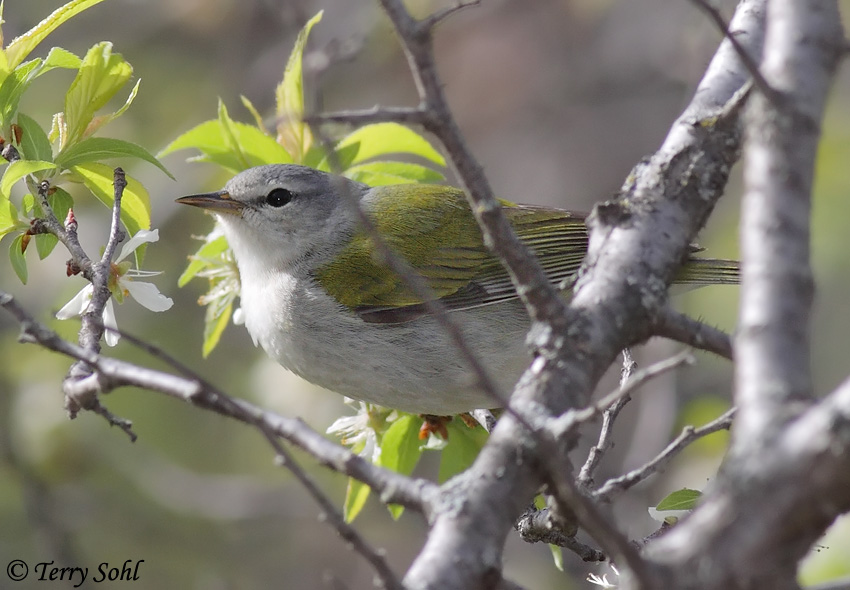 Tennessee Warbler - Vermivora peregrina