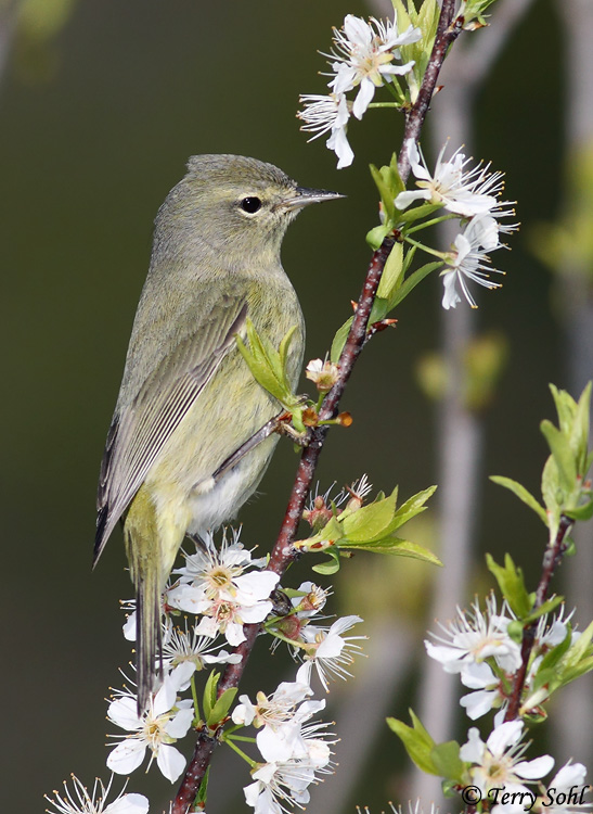 Tennessee Warbler - Vermivora peregrina