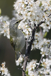 Tennessee Warbler - Vermivora peregrina