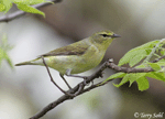 Tennessee Warbler - Vermivora peregrina