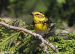 Townsend's Warbler - Setophaga townsendi