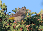 Virginia's Warbler - Oreothlypis virginiae