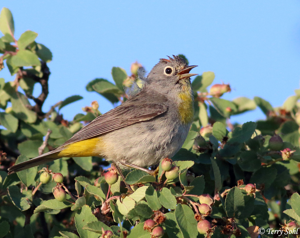 Virginia's Warbler South Dakota Birds and Birding