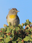 Virginia's Warbler - Oreothlypis virginiae
