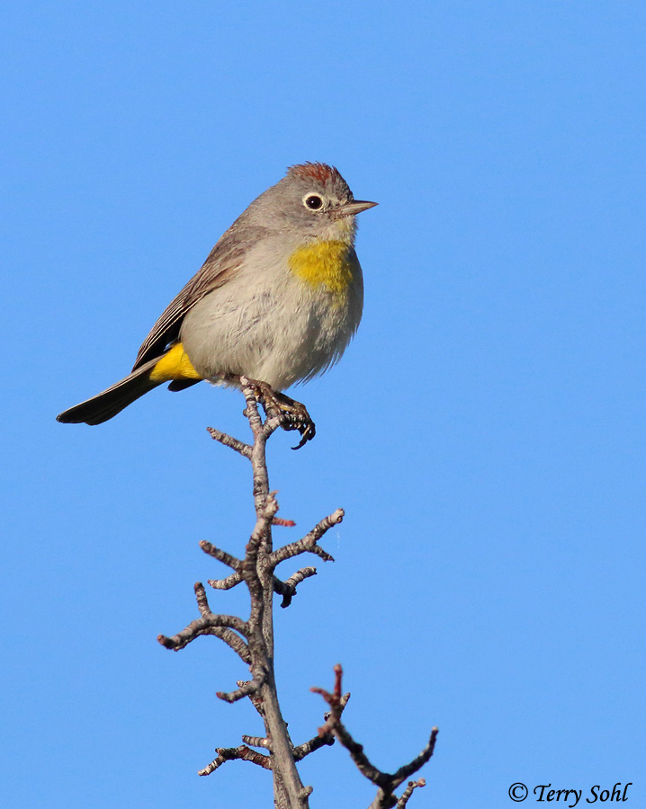 Virginia's Warbler South Dakota Birds and Birding