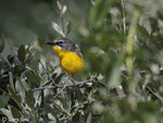 Yellow-breasted Chat 1 - Icteria virens