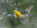 Yellow-breasted Chat 4 - Icteria virens