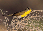 Yellow-breasted Chat 6 - Icteria virens