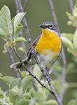 Yellow-breasted Chat 8 - Icteria virens
